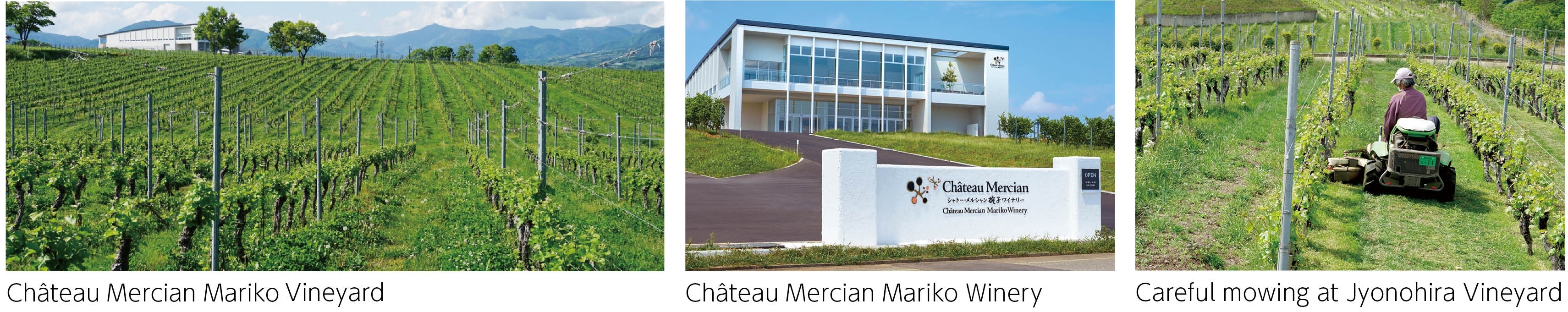 Château Mercian Mariko Vineyard.Château Mercian Mariko Winery.Careful mowing at Jyonohira Vineyard.