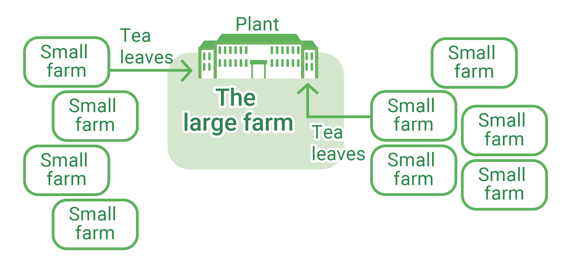This is a diagram showing the relationship between large and small plantations. The tea leaves produced at the small plantations are sold to nearby large plantations, where they are processed and shipped from the large plantations' factories.