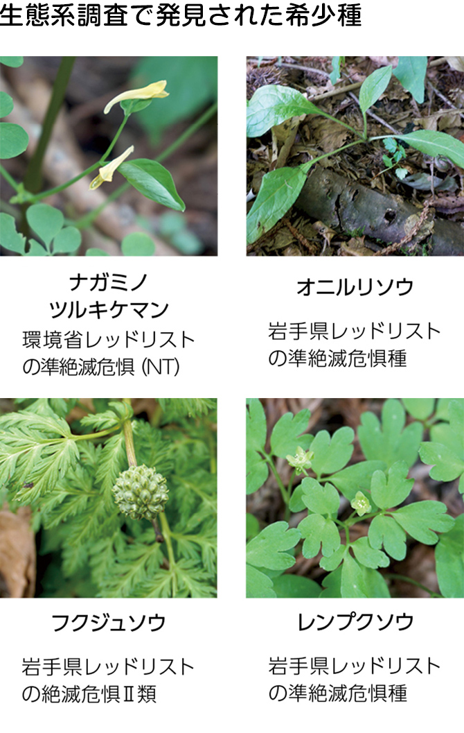 生態系調査で発見された希少種。ナガミノツルキケマン。環境省レッドリストの準絶滅危惧（NT）。オニルリソウ。岩手県レッドリストの準絶滅危惧種。フクジュソウ。岩手県レッドリストの絶滅危惧Ⅱ類。レンプクソウ。岩手県レッドリストの準絶滅危惧種。